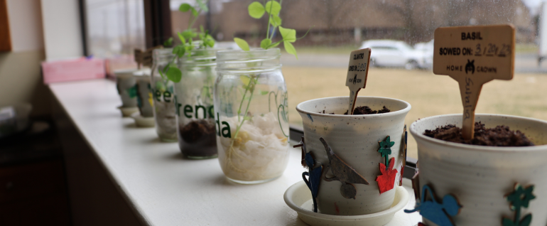 Decorated planters filled with young plants on the windowsill in Studio Arc, with different herbs planted by day program consumers.
